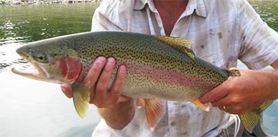 rainbowtrout