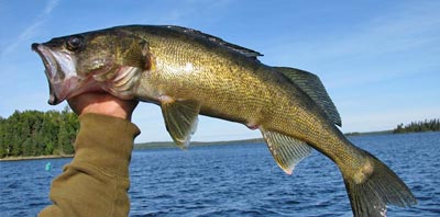 walleye