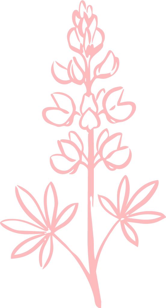 Arctic-Lupine-(Lupinus-arcticus)