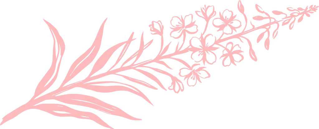 Fireweed-(Chamerion-angustifolium)