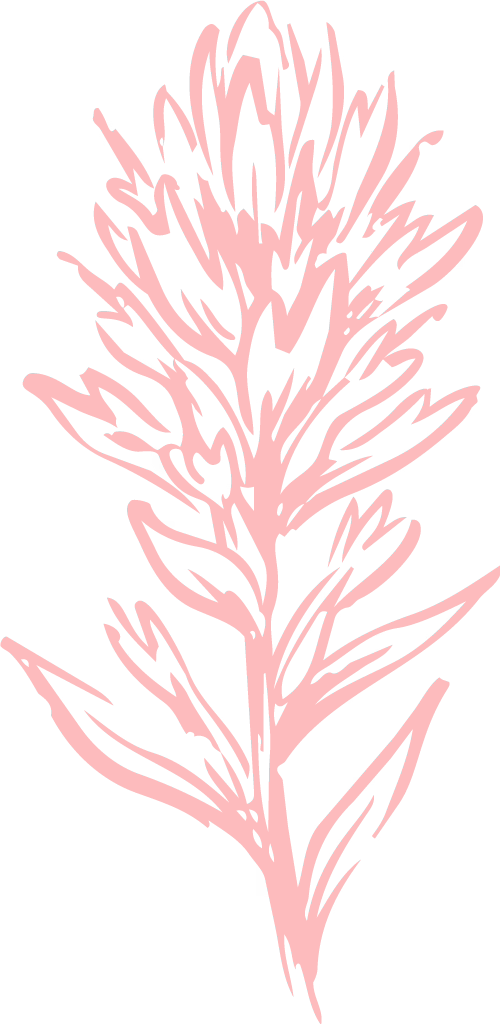 Indian-Paintbrush-(Castilleja-miniata)