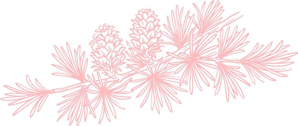 Western-Larch-(Larix-occidentalis)